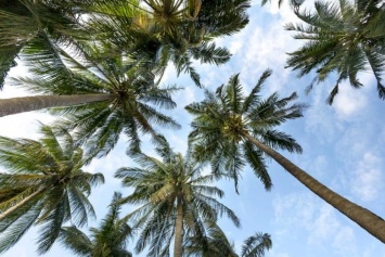 Эколог: Сочи потеряет пальмы из-за благоприятного для насекомых климата