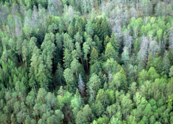Лес на площади более 30 тысяч гектаров высадят в Приамурье