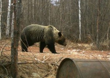 В Тындинском районе медведи выходят из спячки