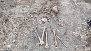 Саратовец раскопал в своем дворе человеческие череп и кости