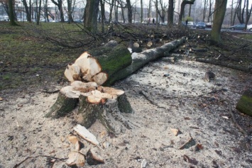 Власти области поправляют обновленный закон об охране зеленых насаждений