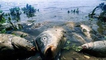 Виновник в массовой гибели рыбы в Чувашии отделался штрафом