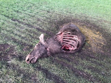 В Саратовской области браконьеры убили беременную лосиху