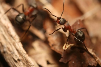 Ученых поразил опыт выживания муравьев-каннибалов в ядерном бункере