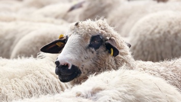 Бывший пастух заподозрен в краже 12 белых овец
