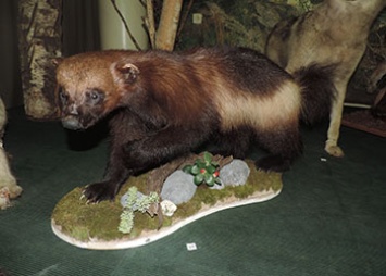 В музее Свободного «поселился» бурый медведь