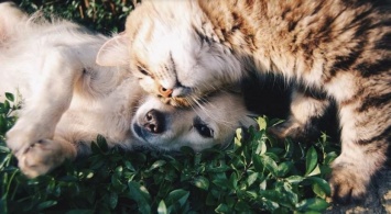 У владельцев кошек и собак коронавирусная инфекция протекает в легкой форме или бессимптомно