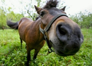 Прививки от сибирской язвы ставят коровам и лошадям в Приамурье