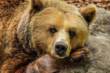 Микрогрузовик сбил медведя в Хабаровском крае