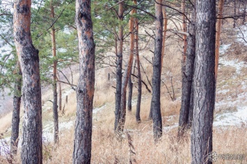 Кузбассовец получил штраф 1,3 млн рублей за несколько срубленных деревьев