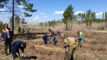 В рамках акции «Сад памяти» в Алтайском крае высадят свыше 2 млн. саженцев