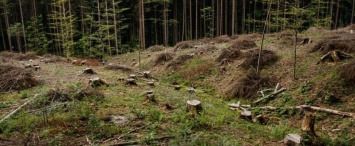 В Полотняном Заводе вырубили лес на 1,9 млн рублей