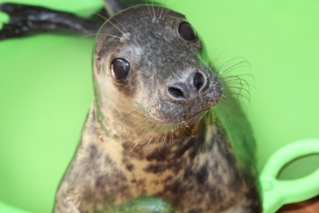 Калининградский зоопарк взял тюленя на реабилитацию (фото)