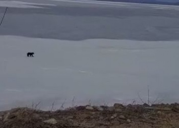 Амурчане делятся видео с гуляющим по Бурейскому водохранилищу медведем