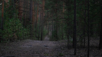 Жителям Алтайского края запретили посещать леса