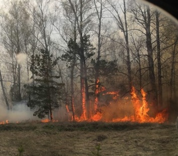 Рукотворные пожары объяли леса в нескольких районах Алтайского края в период строгой самоизоляции