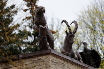 Калининградский зоопарк ждет прибытия броненосца после открытия границ