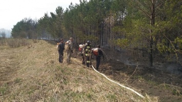 В Алтайском крае потушили пожар в лесополосе площадью почти 2 гектара