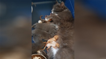 Кошка стала мамой для бельчат в Барнауле