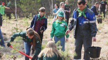 В Алтайском крае высадят миллион деревьев в память о фронтовиках
