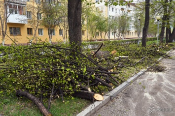 Городские службы спилили полувековые липы в центре Кемерова