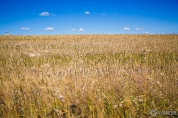 СМИ: российская пшеница оказалась в дефиците
