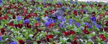 В Калуге высадят 20 000 цветов к майским праздникам