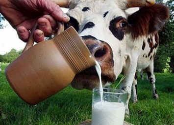 Цены на сырое молоко в Приамурье не изменятся