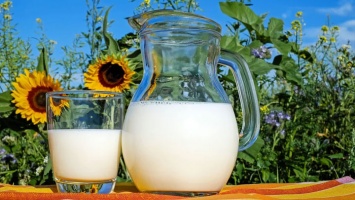 Алтайпищепром: Снижение закупочных цен на молоко некритично