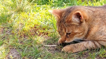 Лизкино счастье. В Белгородской области слепая кошка преодолела 80 километров, чтобы вернуться домой
