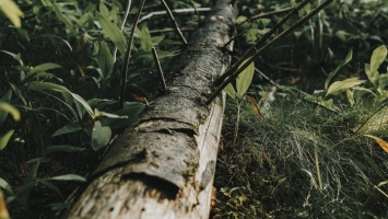 В Барнауле водитель иномарки снес часть дерева