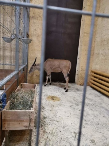 В зоопарке Белгорода поселилась самая крупная антилопа в мире
