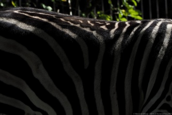 В Калининградском зоопарке зебр выпустили в новый вольер (видео)