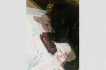 Водитель оставил умирать сбитых собак в центре Биробиджана