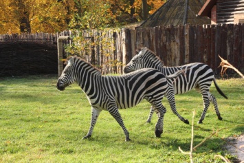 В Калининградском зоопарке начали обустраивать «саванну» (фото)