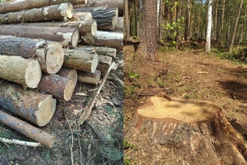 Общественники рассказали судебным приставам о масштабных рубках в лесах Барнаула