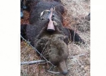 В Тындинском районе застрелили медведя