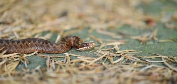 Ядовитые змеи начали кусать кузбассовцев из-за жары