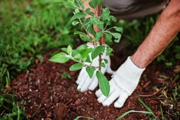 Компенсационная высадка деревьев в Симферополе запланирована на сентябрь