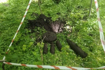 «Практически с поверхности»: на территории Калининградского зоопарка снова нашли мины