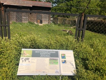 В честь Элины Сушкевич калининградки взяли опеку над кенгуру в зоопарке (фото)
