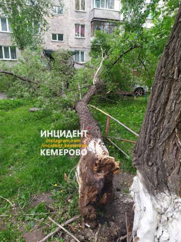 Дерево упало на легковой автомобиль во дворе Кемерова