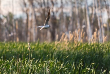 Пролетая над озером. В Белгороде чайки выбрали удобное место обитания