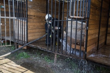 В Сургуте пожарная служба помогла отмыть вольеры бездомных животных в городском приюте