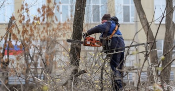Гордума Екатеринбурга освободила региональные власти от платы за вырубку деревьев