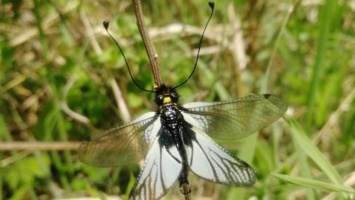 На Алтае сфотографировали редкое и необычное насекомое