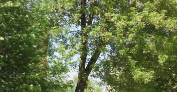 В мэрии Екатеринбурга решили оставить «незаконные» деревья возле УрГУПС