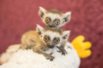 В Ростовском зоопарке родились два самца краснокнижных кошачьих лемуров