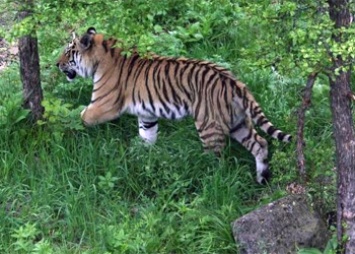 Тигрица Елена в Приамурье разобрала фотоловушку