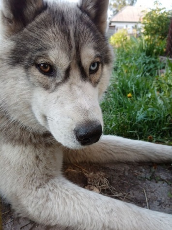 Кемеровчанин приютил потерявшуюся собаку с разноцветными глазами